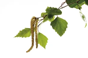Allergy Plant Prints: Birch pollen
