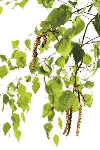 Birch Pollen Allergy Prints: Birch pollen