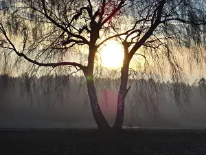 Deciduous Trees Europe Prints: Birch tree with evening sun