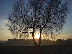 Deciduous Trees In Europe Prints: Birch tree with evening sun