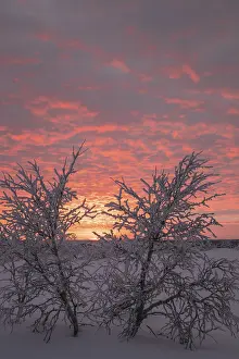 Deciduous Tree Evening Light Prints: Birch trees covered with sunset