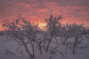 Northern Europe Atmosphere Prints: Birch trees covered with sunset