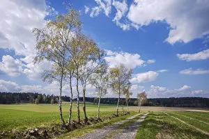 Nature Photography Prints: The birch trees along the field path