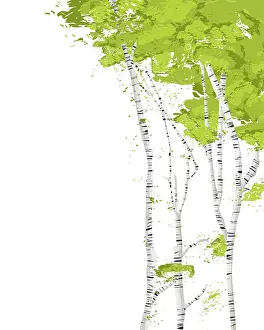 Studio Shot Of Birch Trees Prints: Birch trees romantic vector template on white background