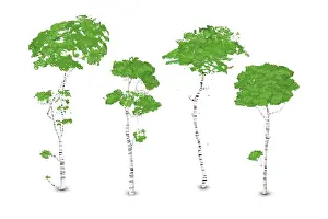 Studio Shot Of Birch Trees Prints: Birch trees set, isolated vector over white background