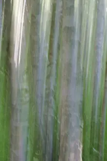 Nature Background Images Prints: Birch trunks out of focus