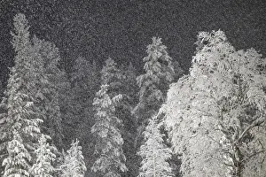 Scandinavian Nature Scenes Prints: Birches and spruces during snowfall