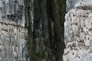 Courtship Display In Nature Prints: Bird cliff, nesting cliff in Hinlopen