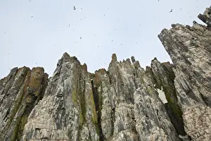 Svalbard Wildlife Photography Prints: Bird cliff, nesting cliff in Hinlopen