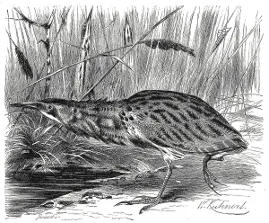 Historical Animal Depictions Prints: Bird, eurasian bittern (Botaurus stellaris)