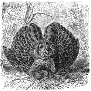 Wildlife In The Desert Prints: Bird, eurasian eagle-owls (Bubo bubo)