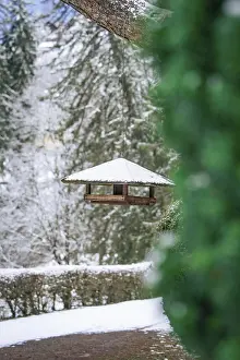 Southern Germany Animal Protection Prints: Bird feeder hanging from a tree