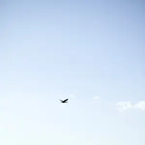 Bird Flying Print