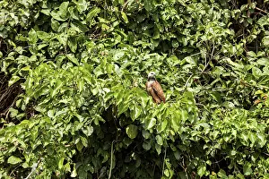 Wildlife Photography Bolivia Prints: A bird is hiding amongst dense