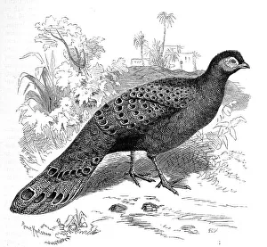 Black And White Bird Drawing Prints: Bird, malayan peacock-pheasant (Polyplectron malacense)