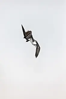 Prints of A bird plunges dynamically from the sky towards the ground Related Prints: A Bird Plunges: Guanotlpel Print