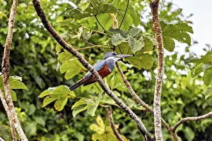 Prints of A bird sits amongst the branches, surrounded by lush green foliage and bright light: a red-breasted kingfisher in the Amazon Basin near Rurrenabaque in Bolivia (Megaceryle torquata) Related Prints: Red-Breasted Kingfisher Print: Amazon Basin Bolivia