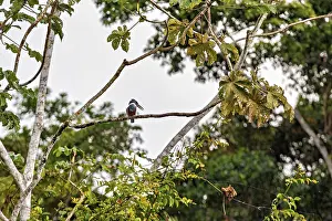 Prints of A bird sits high up in a tree, surrounded by leaves on a cloudy day: a red-breasted kingfisher in the Amazon Basin near Rurrenabaque in Bolivia (Megaceryle torquata) Related Prints: Red-Breasted Kingfisher Print: Amazon Basin Scene