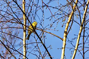 Central Europe Bird Species Prints: A bird sitting on thin branches of a tree