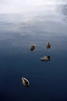 Deserted Lake Landscape Prints: Birds floating