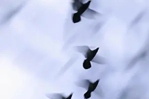 Bird Flying Free Prints: Birds flying