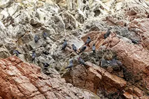 Seabird Photography Prints: Birds perch on rugged