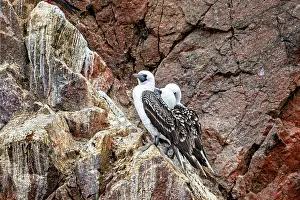 Prints of Two birds on a steep, colourful cliff face in a natural setting: Guanotolpel on the rocks of the Islas Ballestas near Paracas in Peru (Sula variegata) Two birds on a steep Dasyproctidae Prints: Two Birds on a Colourful Cliff Face Print