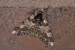 Geometer Moth Prints: Biston strataria