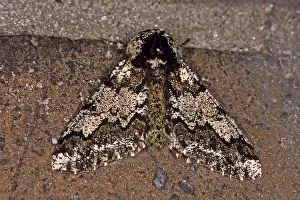 Geometer Moth Prints: Biston strataria