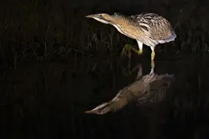 Eurasian Bittern Habitat Prints: A bittern (Botaurus stellaris) is reflected in the water