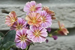 Lower Saxony Wildflowers Prints: Bitterroot (Lewisia cotyledon)