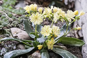 Northern Germany Flora Prints: Bitterroot (Lewisia cotyledon)