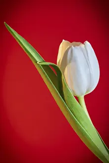 Tulip Field Photography Prints: Bl
