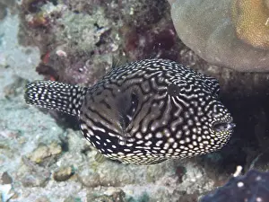Images Dated 1st August 2024: Map Pufferfish Print