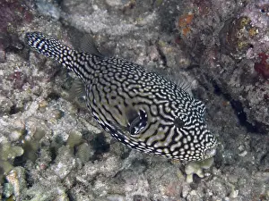 Images Dated 1st August 2024: Black-and-white-patterned pufferfish Print