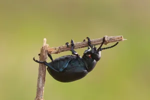 Black Beetle Print