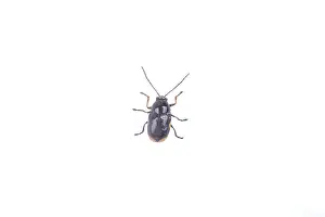 Wild Animal Studio Photo Prints: Black bug isolated on a white background
