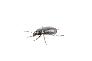 White Background Insect Prints: Black bug isolated on a white background