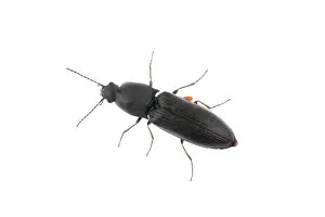 Wild Animal Studio Photo Prints: Black bug isolated on a white background
