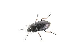 White Background Insect Prints: Black bug isolated on a white background