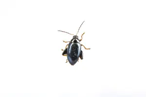 White Background Insect Prints: Black bug isolated on a white background