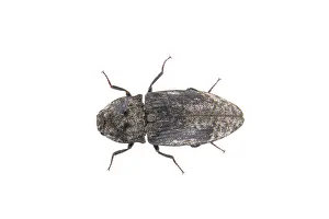 White Background Insect Prints: Black bug isolated on a white background