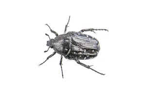 White Background Insect Prints: Black bug isolated on a white background