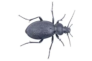 White Background Insect Prints: Black bug isolated on a white background