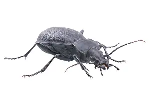 White Background Insect Prints: Black bug isolated on a white background