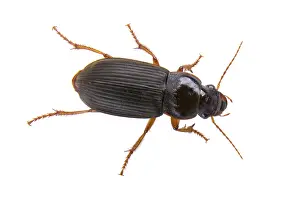 White Background Insect Prints: Black bug isolated on a white background