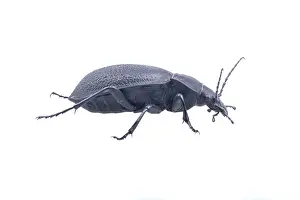 White Background Insect Prints: Black bug isolated on a white background