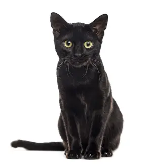 Cat Looking At The Camera Prints: Black cat kitten looking at the camera