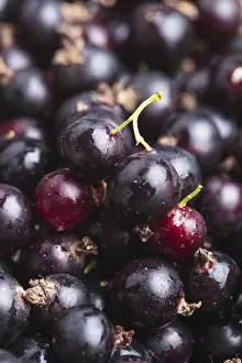Deserted Agricultural Land Prints: Black currant fuits as a background