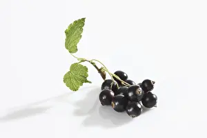 Blackcurrant Nutrition Facts Prints: Black currants with leaf